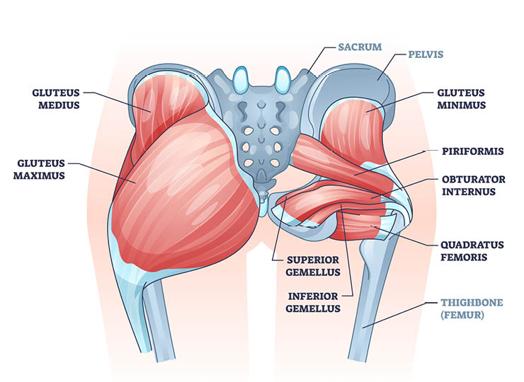 glute muscle anatomy